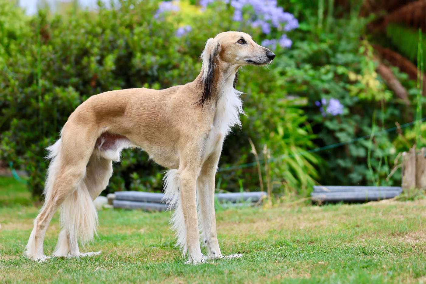 Sherkhan Saphir Du Domaine De Stang Alar